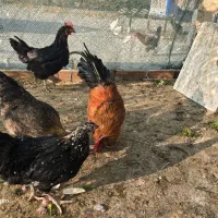 مرغ و خروس فروشی|حیوانات مزرعه|پاکدشت, پاکدشت (مامازند)|دیوار