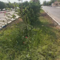 هرس کار درخت بری و کارهای باغبانی