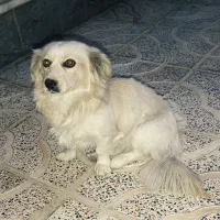 واگذاری سگه دست آموز