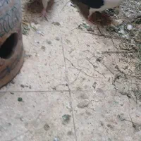 جفت شیرازی سیاه کاکل|پرنده|اهواز, کوی جانبازان(دانش)|دیوار