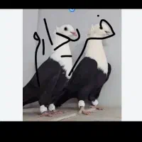 کبوتر کله سفید