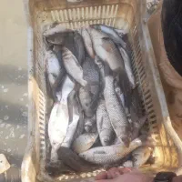 فروش بچه ماهی