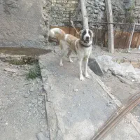 سگ خراسانی گله ای واگذاری