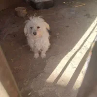پیدا شده