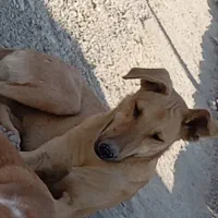 نیروی کاربرای پناهگاه سگها