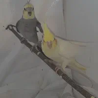 پرنده
