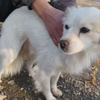 سگ پامر پیدا شده