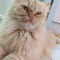 فروش گربه پرشین تربیت شده ی