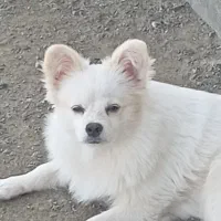 فروش فوری|سگ|رودان, |دیوار