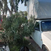 فروش فوری پیکان وانت|خودرو سواری و وانت|بندر ترکمن, |دیوار