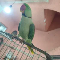 شاه طوطی نر