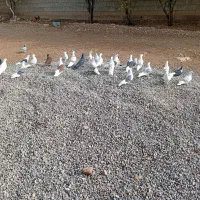 کبوتر خوب|پرنده|چگنی, |دیوار