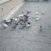 فروش کبوتر|پرنده|گرمسار, |دیوار