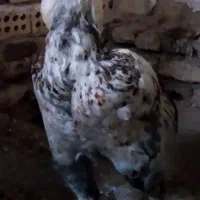 خروس لاری دنگ بالا مفت