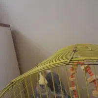 عروس هلندی|پرنده|تبریز, |دیوار