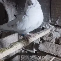 کفتر پرشی|پرنده|قرچک, شهرک الحدید|دیوار