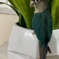 گرینچیک تراکوییس