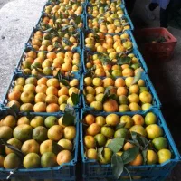 خریدار مرکبات|خدمات باغبانی و درختکاری|ساری, |دیوار