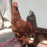 خروس لاری