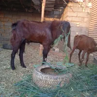 بز نر افغانی|حیوانات مزرعه|خرمشهر, |دیوار