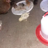 جوجه عربی|حیوانات مزرعه|سوسنگرد, |دیوار