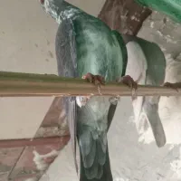 پرنده|پرنده|برازجان, |دیوار