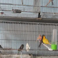 قناری نر مست و ماده آماده|پرنده|بوشهر, |دیوار