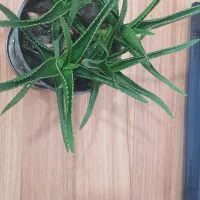 گیاه آپارتمانی آلو عه ورا تزیینی