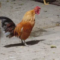 مرغ و خروس سبرایت ژاپنی|حیوانات مزرعه|پاکدشت, پاکدشت (مامازند)|دیوار