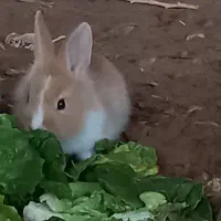 بچه خرگوش لوپ (فقط دو عدد مانده)