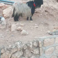 یک عدد بز به فروش میرسد