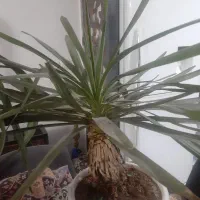 درخچه|گل و گیاه طبیعی|پاکدشت, پاکدشت (مامازند)|دیوار