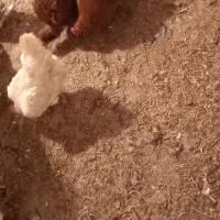 فروش مرغ و خروس