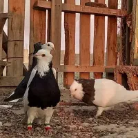 رنگی و شهری زرنگ