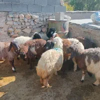 بره سالم ۵تا ماده ۵تانر|حیوانات مزرعه|بیلوار, |دیوار