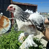 جوجه و نیمچه برهما لایت باکیفیت