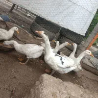 غاز|حیوانات مزرعه|خوی, |دیوار