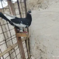 یهودی نر درشت|پرنده|کارون, |دیوار