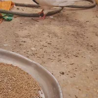 کبوتر طوقی