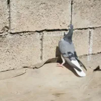 کبوتر نر ماده|پرنده|مسجد سلیمان, |دیوار