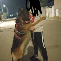 سگ نر|سگ|پاکدشت, پاکدشت (مامازند)|دیوار