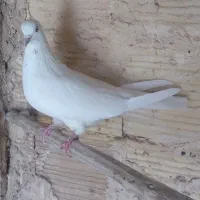 یک جفت کفتر پرشی