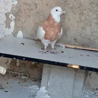 فروش ویژه کفتر معاوزه با پرنده قفسی هم دارم|پرنده|چرام, |دیوار