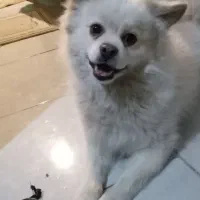 سگ پامر روباهی