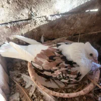 دوکت زرد خال سیاه