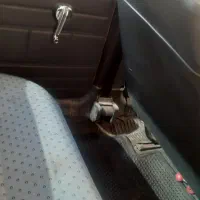 پیکان ۸۲ بیرنگ|خودرو سواری و وانت|کرج, دانشگاه خوارزمی|دیوار