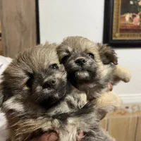 توله میکس پامر و اشپیتز|سگ|شهرکرد, |دیوار