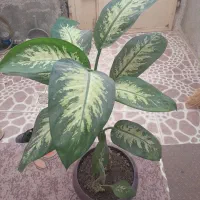 گل دیفن طبیعی ومجلس