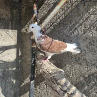 کفتر پرشی|پرنده|اردکان, |دیوار