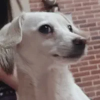 واگذاری رایگان سگ|سگ|رفسنجان, |دیوار